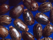 Dầu hạt thầu dầu / castor oil