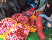 Chưng cất hoa hồng