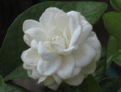 Hoa Lài / Jasmin