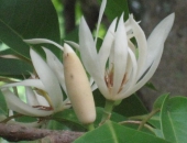 Hoa Ngọc Lan / Ylang Ylang